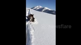 Horses struggle through snow as DEEP as their heads