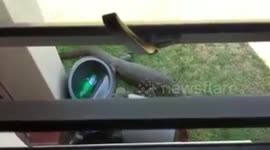 Rock monitor lizard visits housing estate and feeds on rubbish
