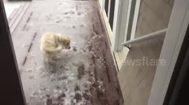 Golden retriever puppy sees snow for the first time