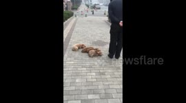 Man trains five dogs like soldiers on China street