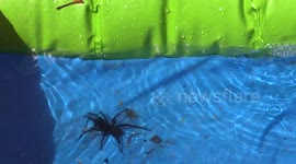 Deadly funnel web spider found in children's pool