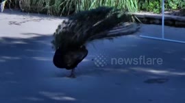 Peacock Shows Off