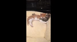 Kittens cuddling