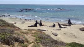 Elephant seals have a powerful fight on a beach
