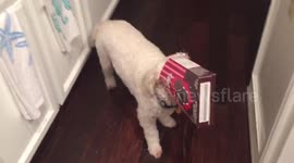 Any idea who ate the cookies?