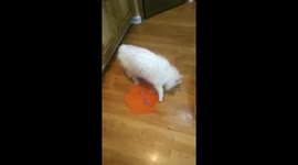 Cat trying to bury his food