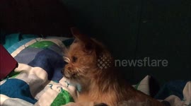 Puppy Confused By Sound