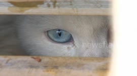 Truck smuggling two thousand cats stopped on motorway