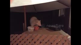 Rare albino raccoon helps himself to cat food
