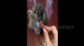 Cute poodle pretends rejecting twice before taking her treat