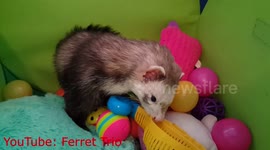 Cute clip of ferrets