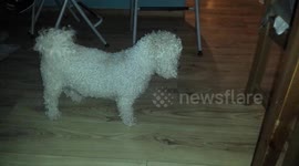 Dog Confused By Laser