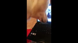 Husky fascinated by another dog it sees YouTube