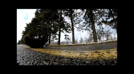 Squirrels take you on amazing POV trip through trees