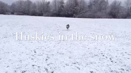 Huskies in the snow in SlowMo
