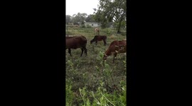 Indian different colored cows grazing at grass fields . Cows are eating grass in village area side