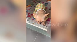 Cute bulldog fights fear of heights stepping down slightly elevated floor