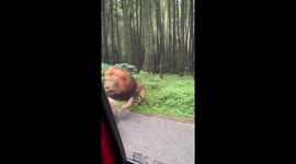 Scary moment lions crash into tourists' car as they fight over who is Alpha male during safari