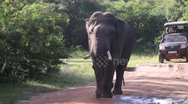 safari jeeps fallowing and chasing  a tusk elephant and he has no any freedom in the jungle