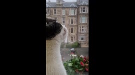 Dougal the Wondercat seeing snow for the first time