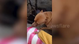 Helpful pet dog carries bag down spiral stairs