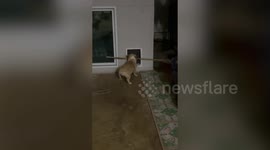 Bungling bulldog tries to walk through dog flap while carrying huge stick