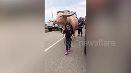 Adorable little girl parades pet albino buffalo along road