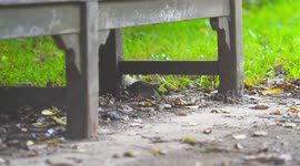 Rats in Edinburgh enjoying a discarded Starbucks