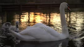 Swans enjoying a sunset