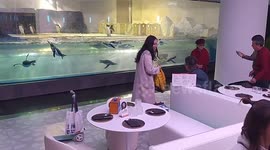 Tourists flock to China's first penguin-themed restaurant