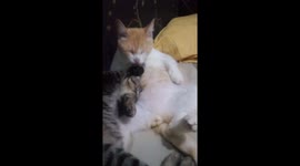 Moment cat licking his sleeping sibling looks spoiled in Indonesia