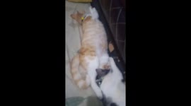 The sleeping position of two elongated sibling cats looks adorable