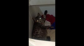 Missing cat found in washing machine ready to sleep
