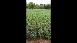 Okra Farming In Odisha . Lady Finger Farming In India .Village life Of India .