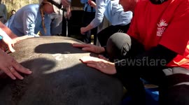 Rescuers release 12 orphaned manatees back into wild in Orange City, Florida