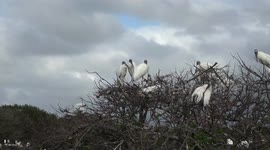Wood Storks -- a Species that May Lose Endangered Status -- Nesting by the Dozens is a Sure Sign Spring has Arrived in South Florida