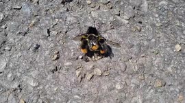Queen bumble bee seen carrying group of bees on its back