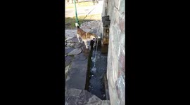 Dog is drinking a water