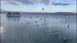 Magical birds moment at the Sea Of Galilee in Israel