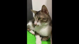 Ashamed cat amusingly hides after spilling printer ink