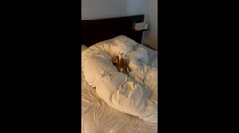 Hilarious clip shows cat practicing yoga