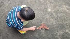 Child plays with elephant butterflies (Attacus atlas) that flew into his garden in Indonesia.