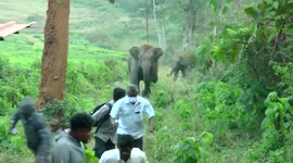 Elephant in south India charges local people trying to scare off herd