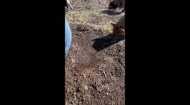 A lovely piglet scratching her buttocks on her owner's shoe