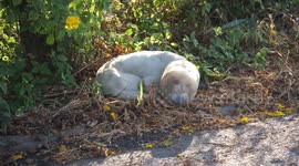 Frightened dog with head stuck in plastic container rescued by wildlife handlers
