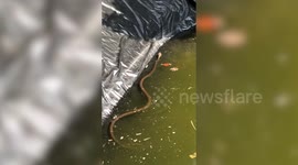 Ferocious king cobra rescued from reservoir in Thailand