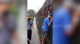 Hapless monitor lizard found stuck in fence next to homes