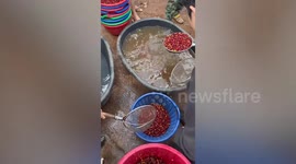 Fascinating process of making honey-infused coffee at plantation in Thailand