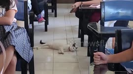 Adorable stray cat named 'Walter White' sleeps in classroom as teacher gives lessons