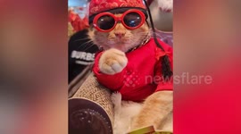 Super-cool cat sleeps on Chinese style stool